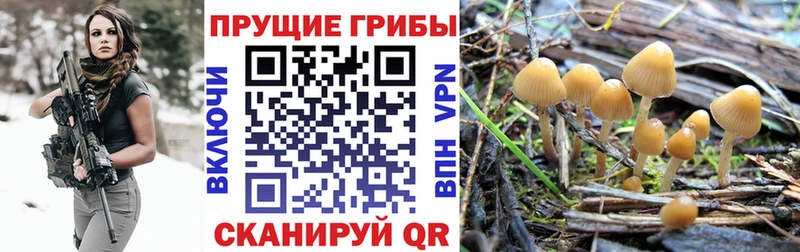 Галлюциногенные грибы прущие грибы  Лахденпохья 
